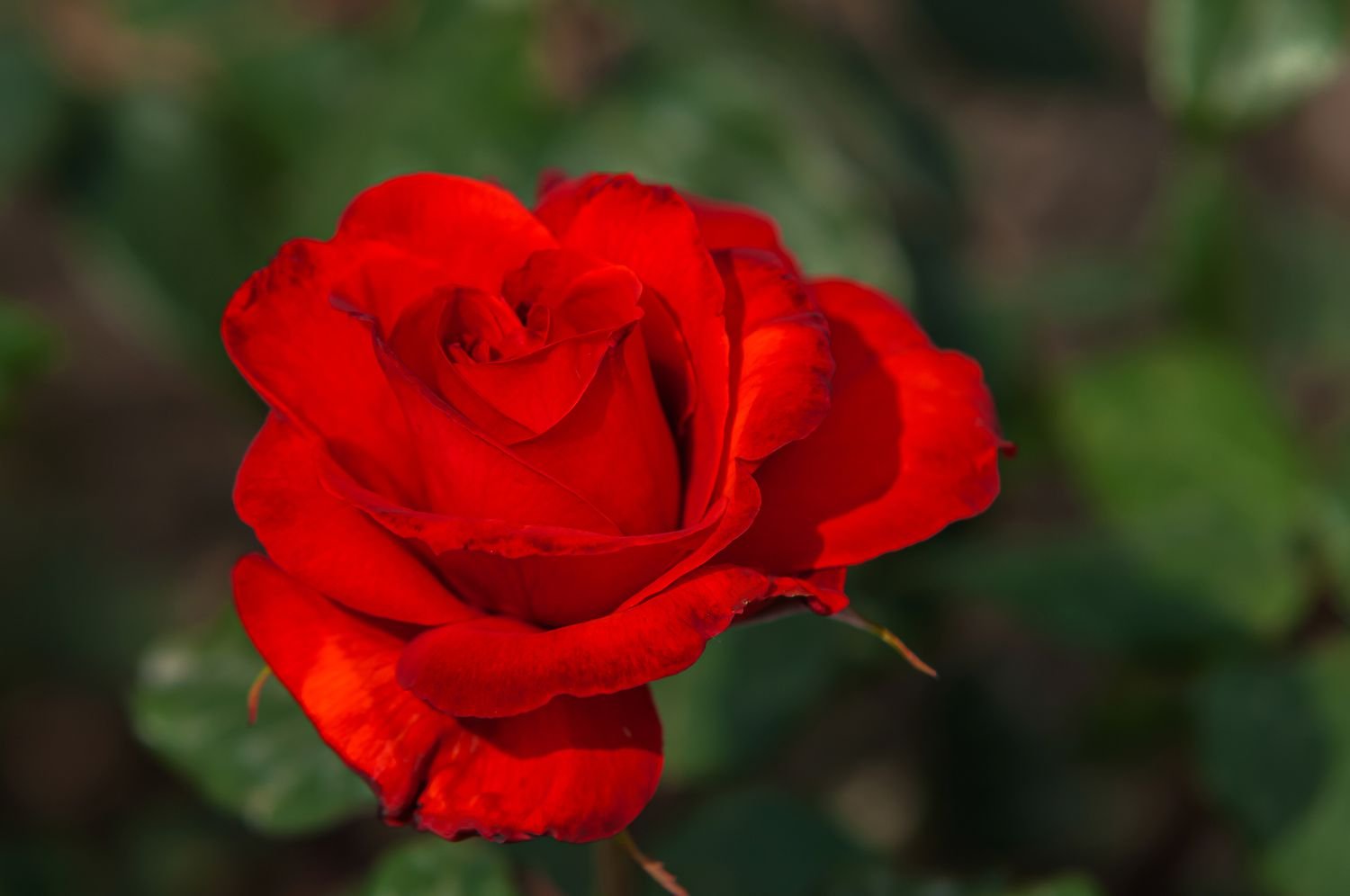 Primer plano de una rosa roja