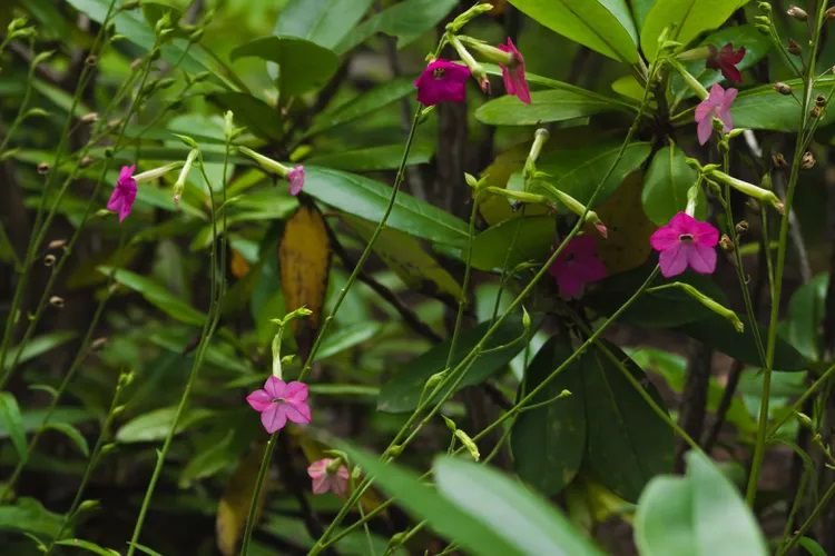 Primer plano de las flores púrpuras y el follaje verde de la flor del tabaco