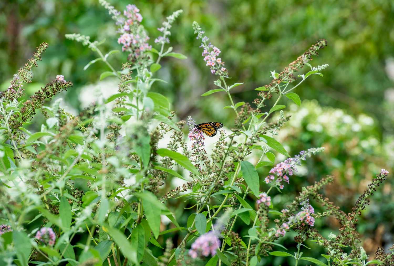 Cómo podar un arbusto de mariposas