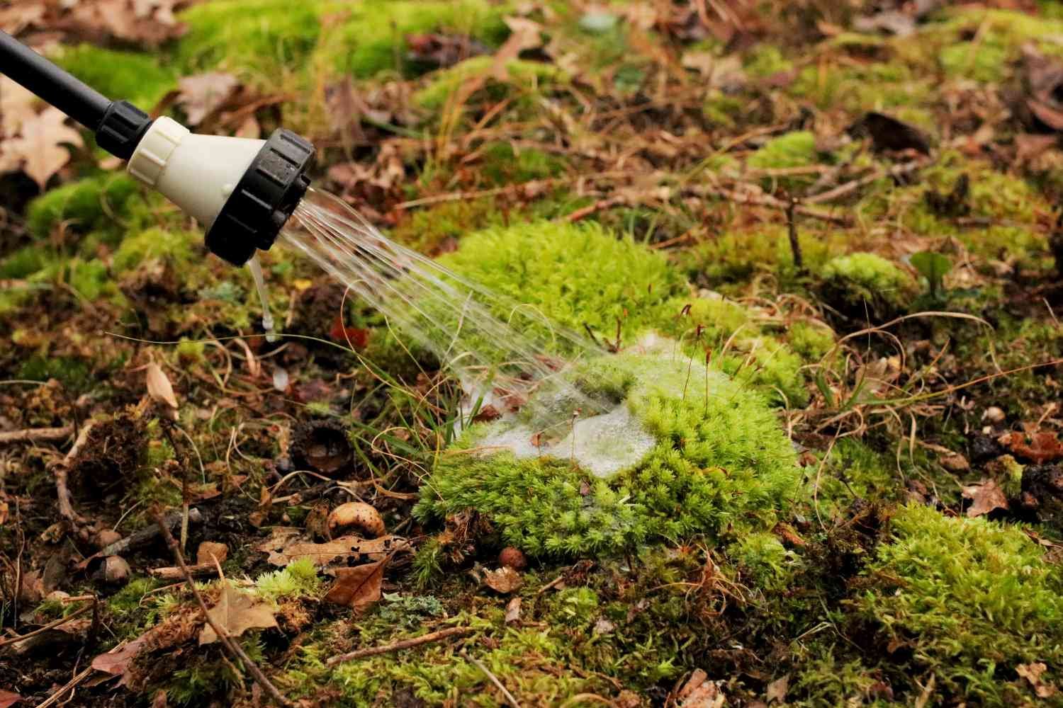 Pulverizador de jardín aplicando una solución acuosa orgánica sobre una mancha de musgo