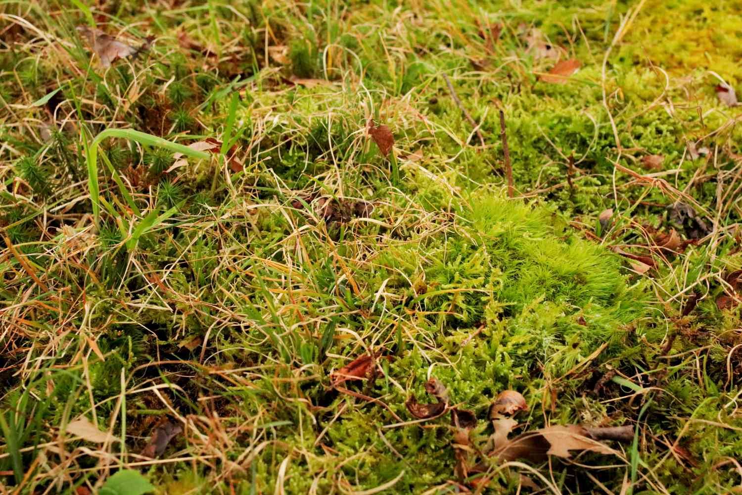 Hojas de hierba con paja sobre una mancha de musgo en el césped