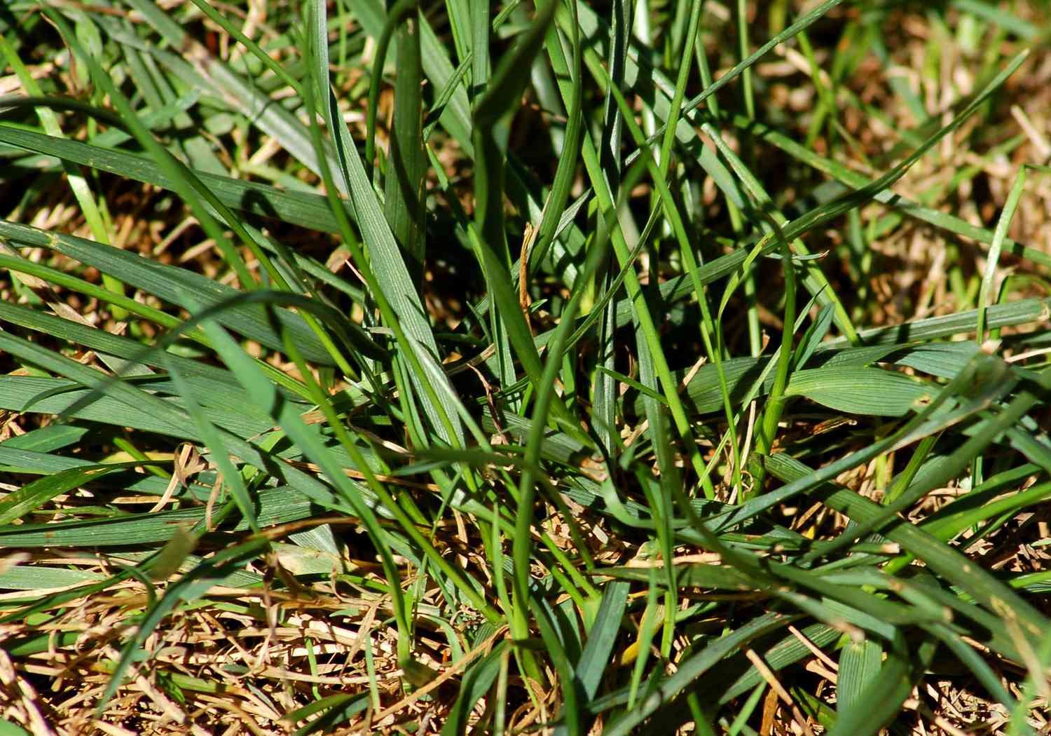 Hierba festuca alta