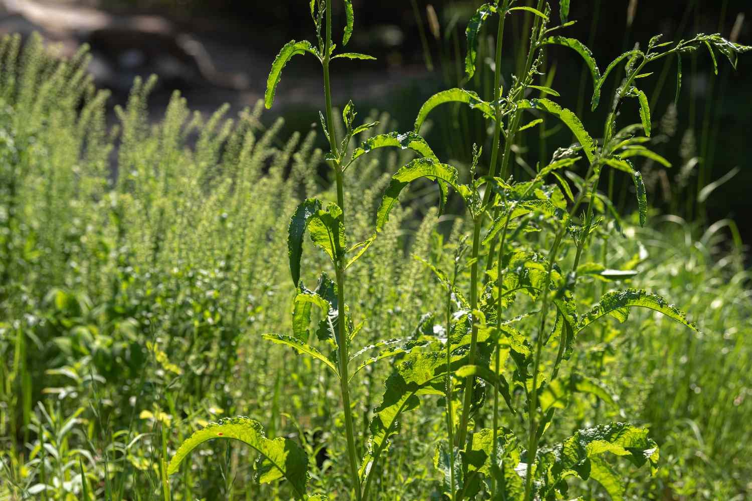 Plantas de dique amarillo con tallos florales altos y delgados a la luz del sol