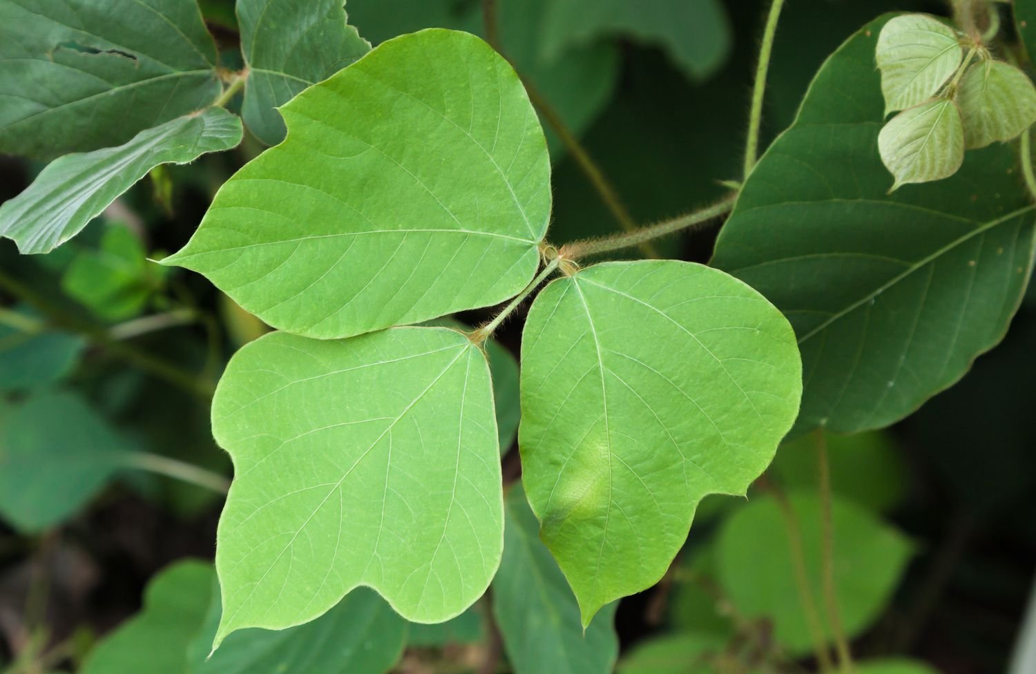 Las hojas del kudzu tienen tres foliolos anchos y lobulados