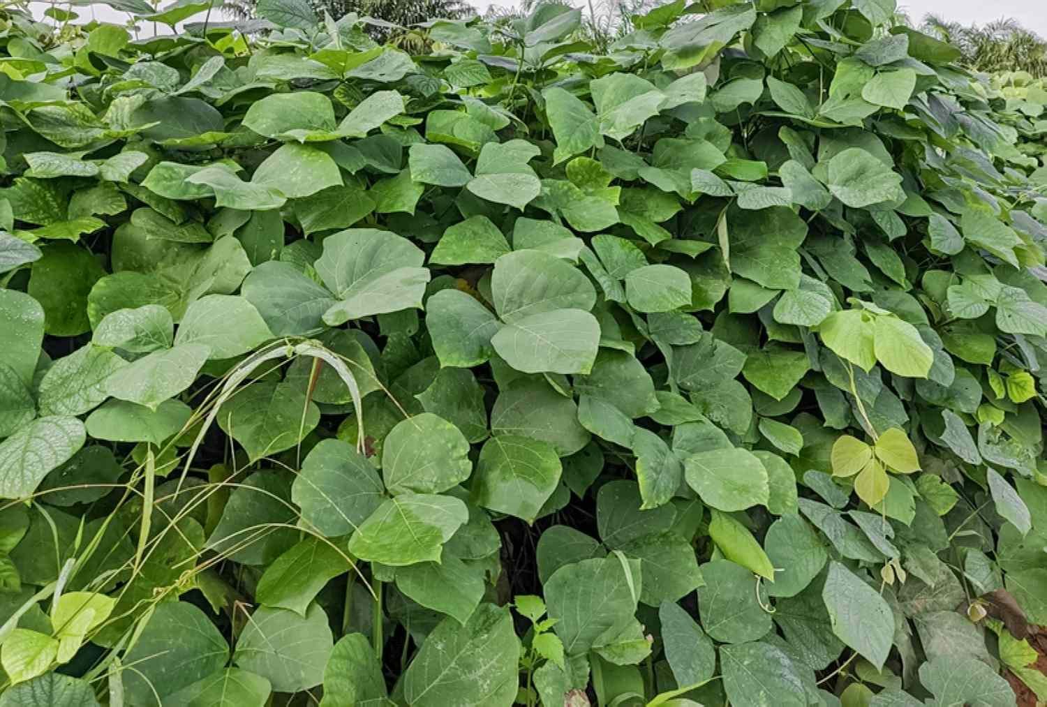 Vista frontal de la enredadera de kudzu