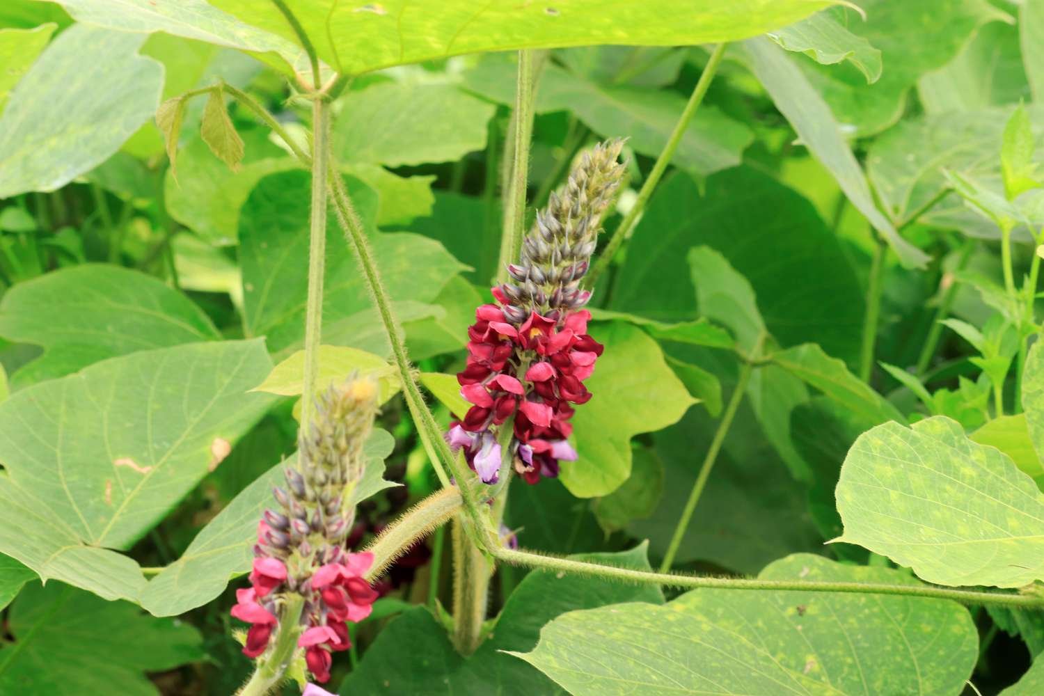 El kudzu tiene flores púrpura-rojizas en espiga a finales del verano