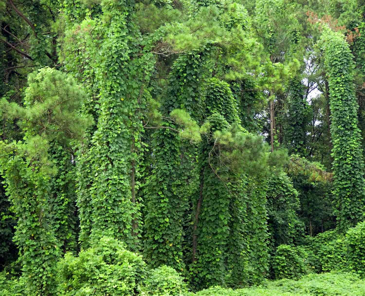 La enredadera invasora kudzu cubre el suelo y los árboles en el sur de Alabama