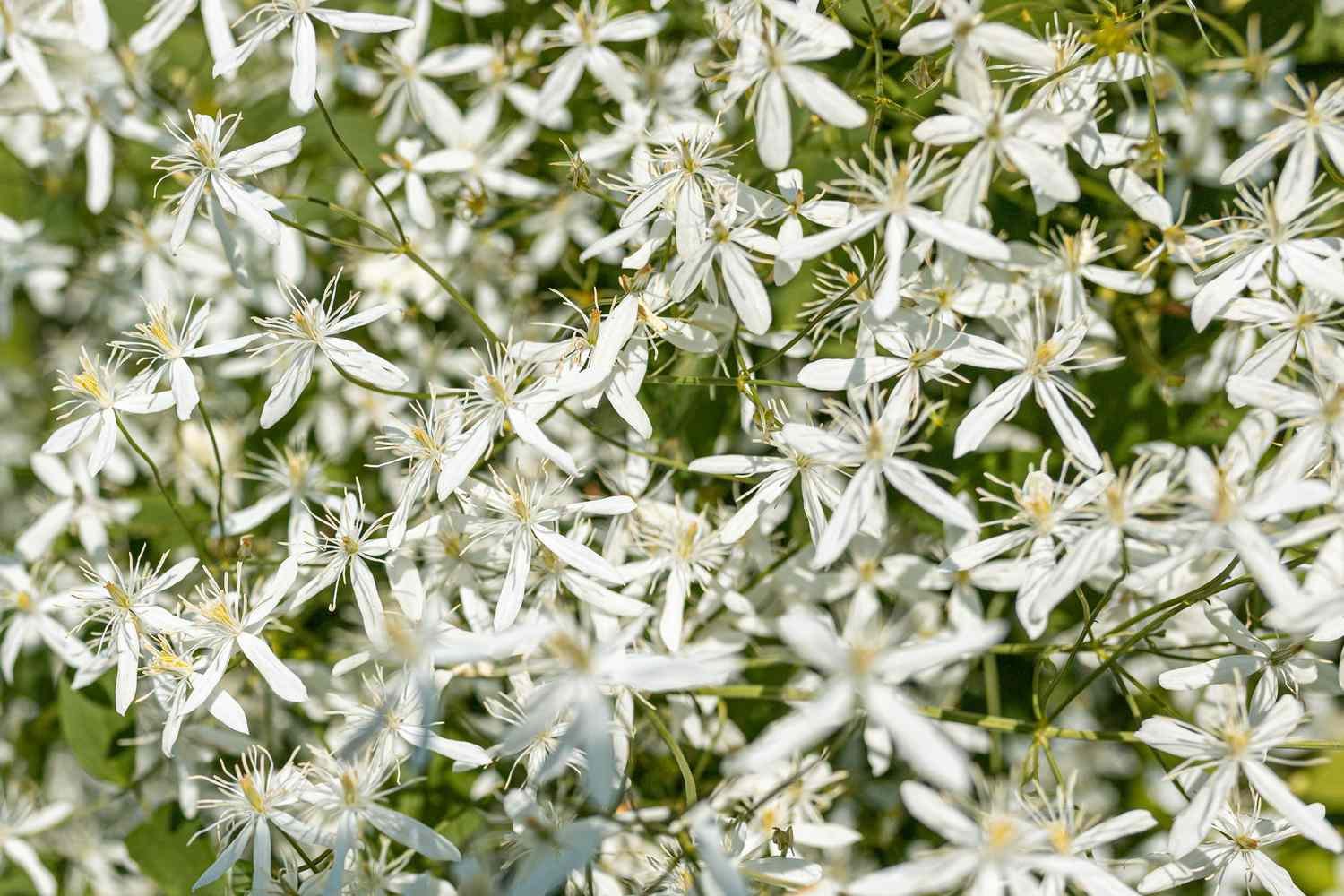 Enredadera clemátide dulce de otoño con pequeñas flores blancas y cabezas de semillas vellosas primer plano