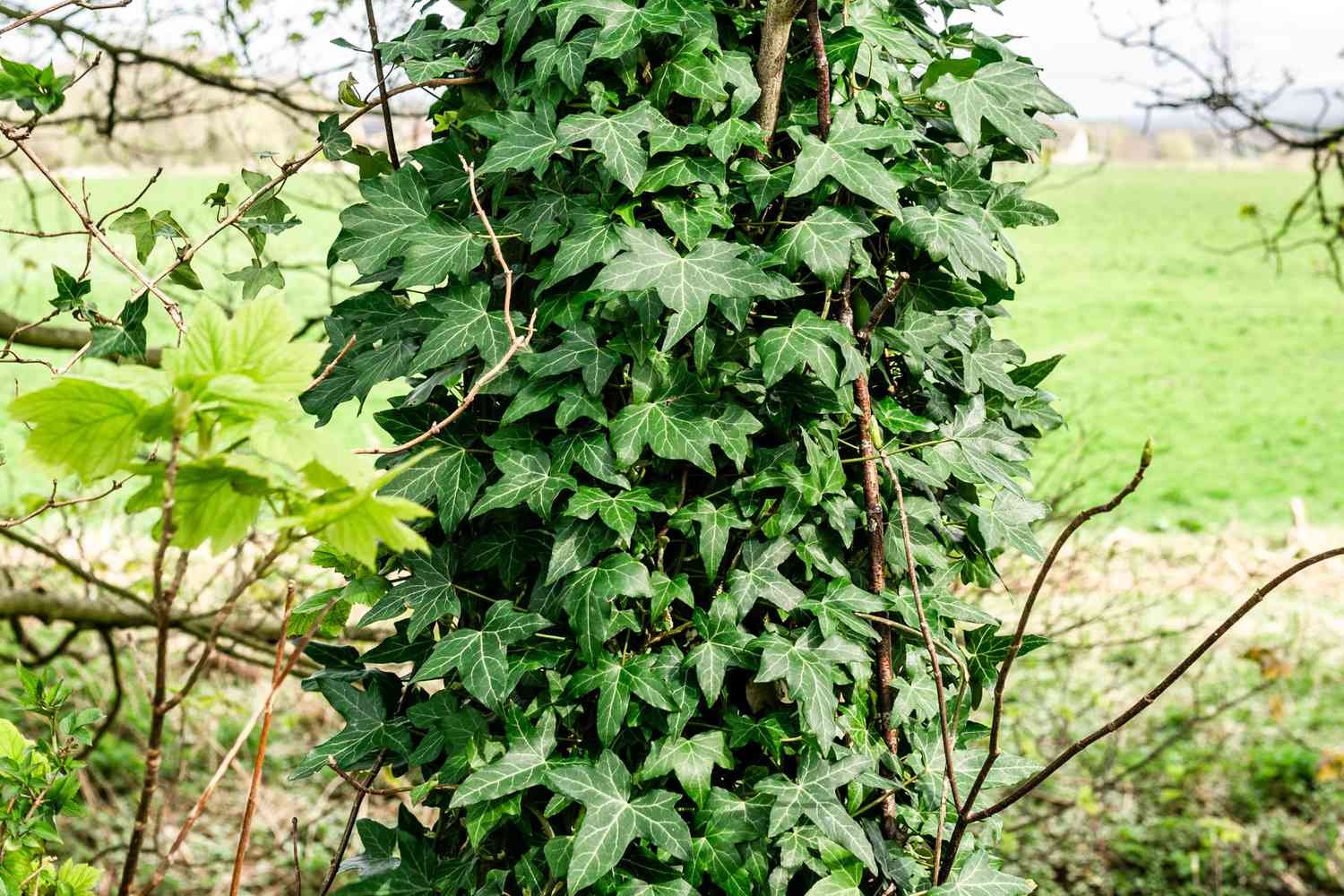 Planta de hiedra inglesa de grandes hojas que trepa por el tronco de un árbol