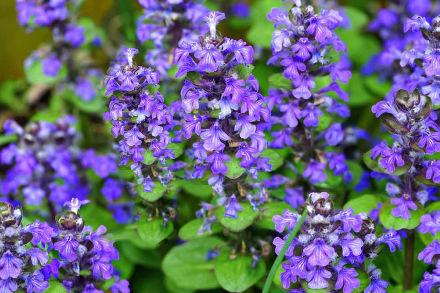 Primer plano de una planta Ajuga con pequeñas espigas de flores púrpuras