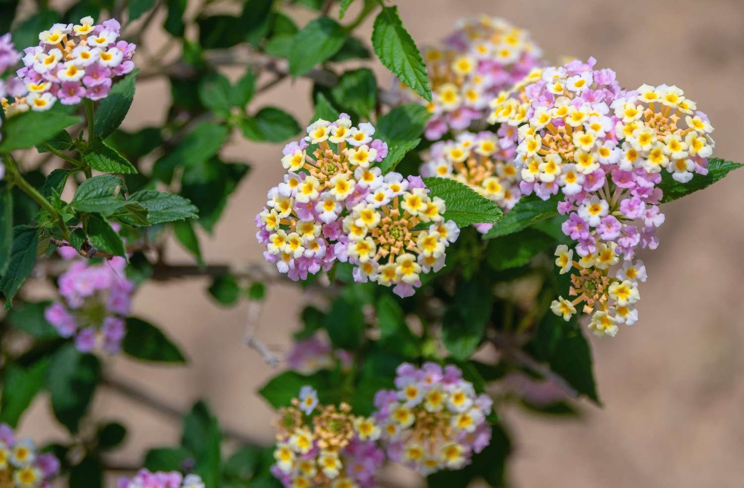 Primer plano de plantas de Lantana con diminutos racimos de flores rosas y amarillas