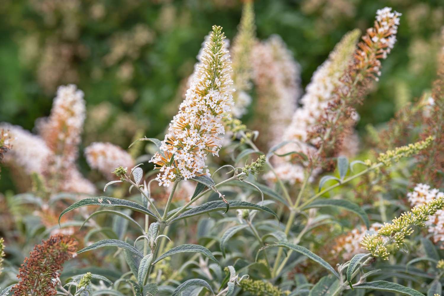 Arbusto mariposa con espigas de flores blancas en tallos altos