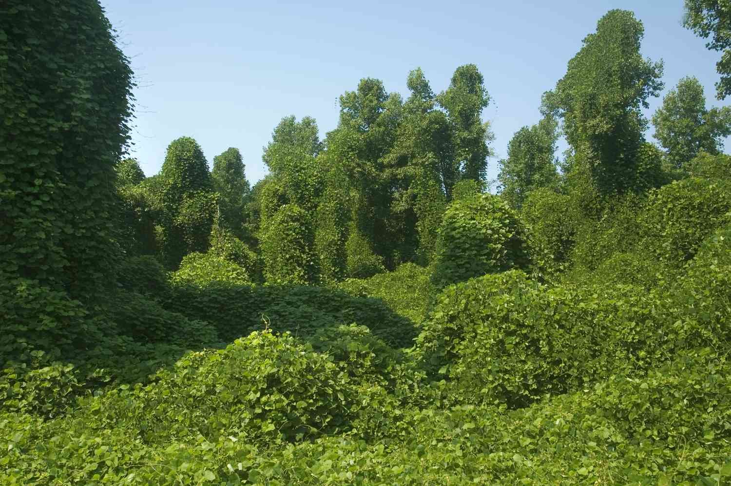 el kudzu se apodera del bosque