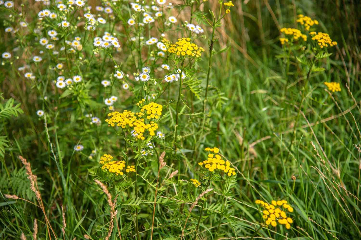 Plantas comunes de tanaceto con pequeñas flores redondas amarillas en tallos altos y delgados rodeados de flores silvestres blancas y hierba.