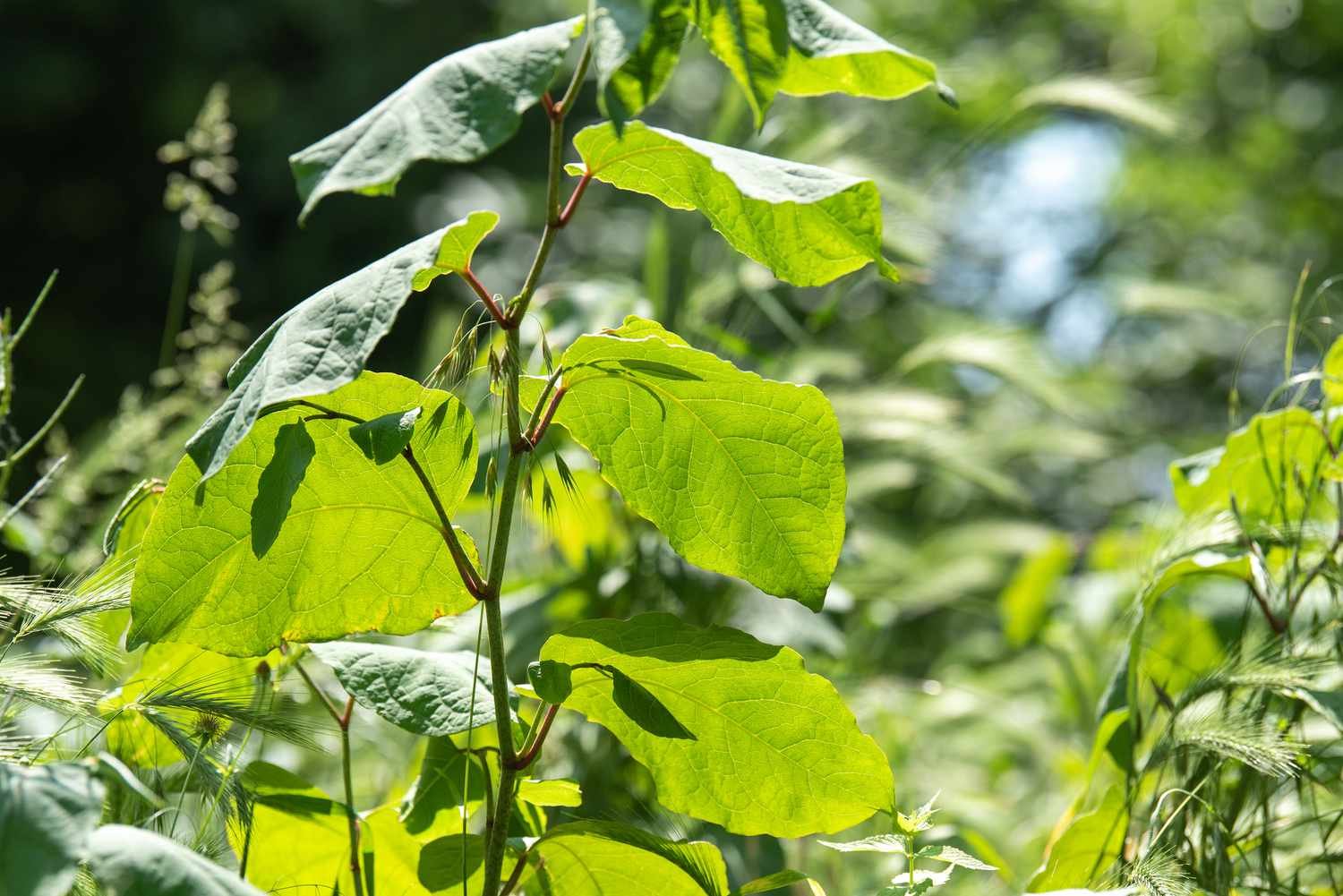 Planta de knotweed japonés con hojas grandes