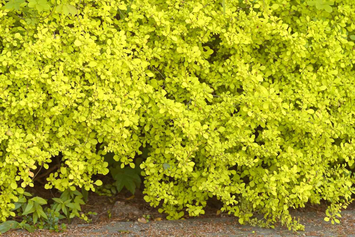 Arbusto de agracejo con pequeñas hojas amarillo-verdosas agrupadas en ramas 