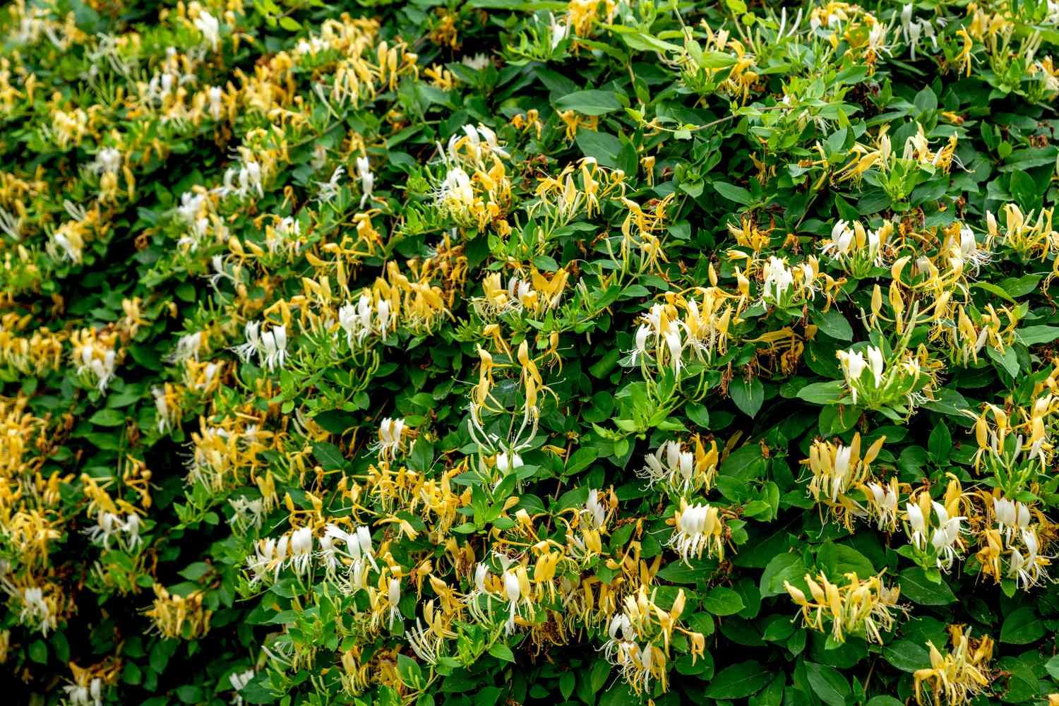 La madreselva japonesa planta enredaderas con flores amarillas y blancas