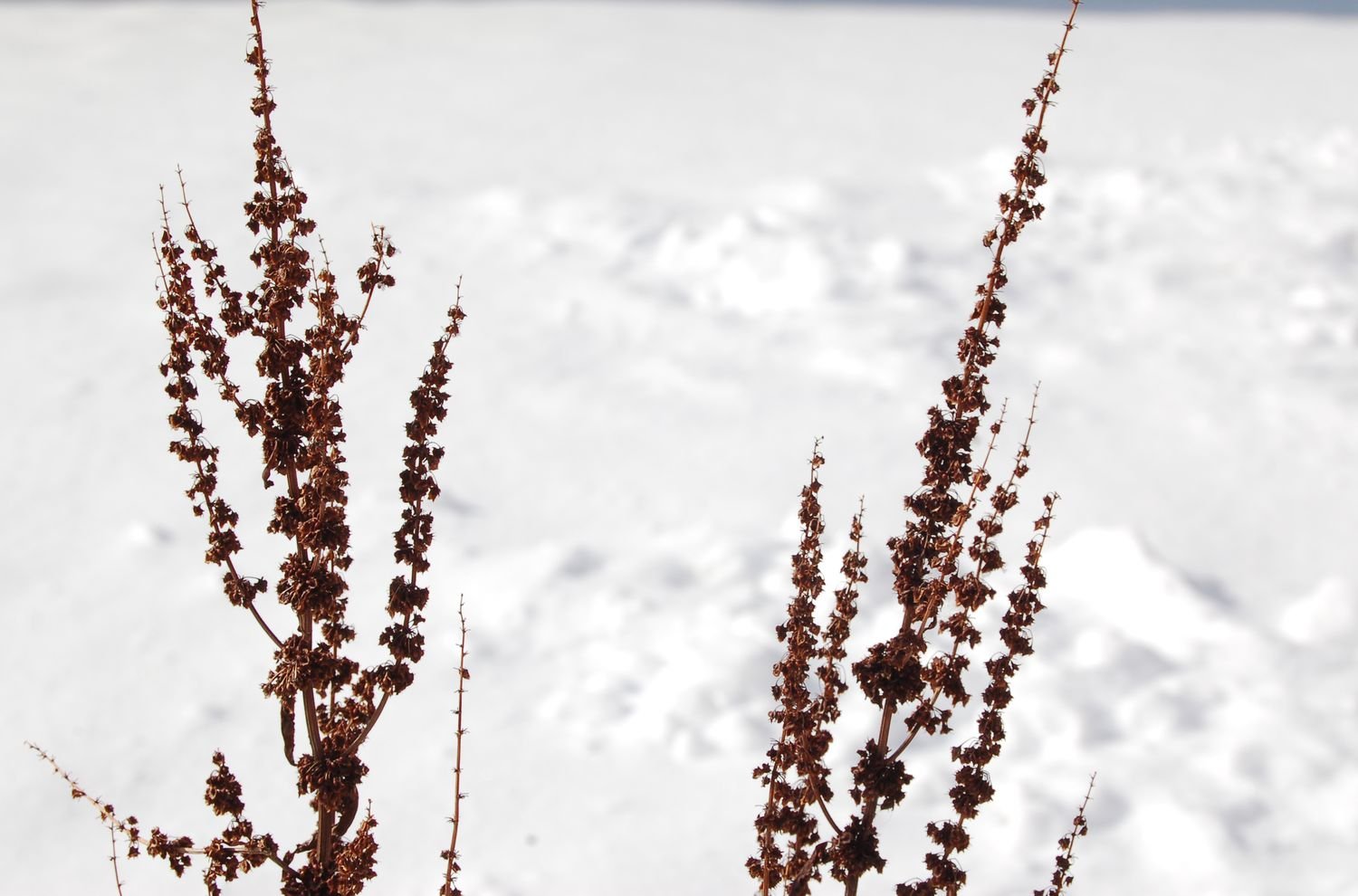 Cabezas de flores (semillas) de Dock contra un telón de fondo nevado.