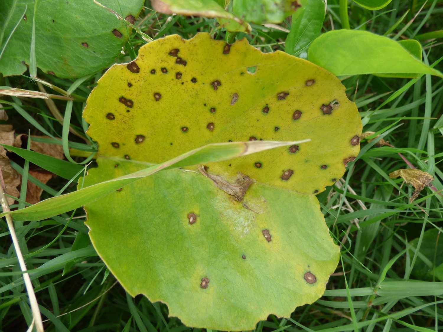 Hoja infestada de mancha foliar por Cercospora.