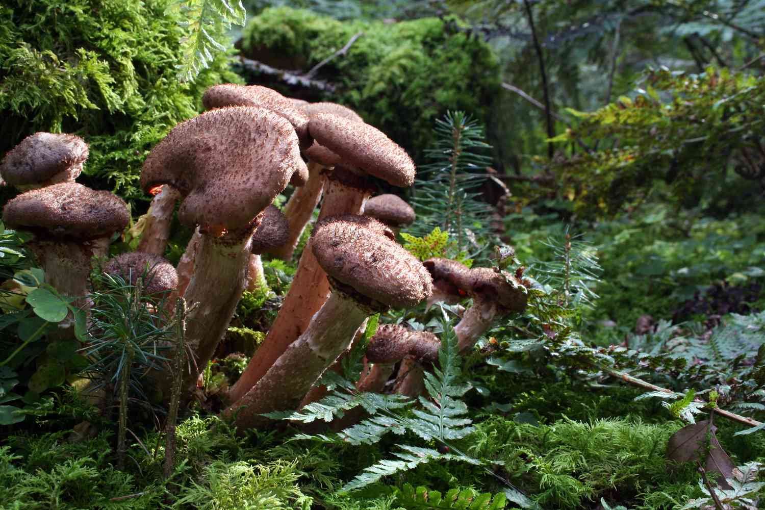 Hongos causados por la podredumbre de la raíz.