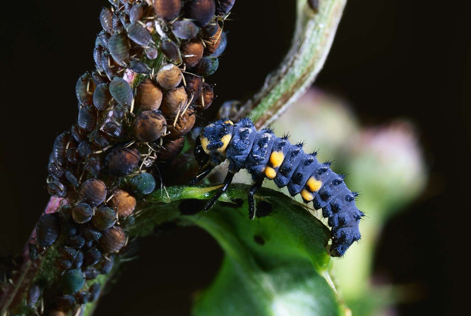 Larvas de mariquita sevenspotted comiendo piojos