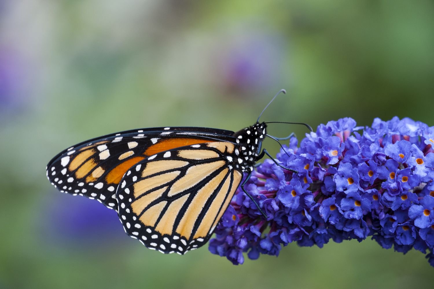 Monarca en el mariposario