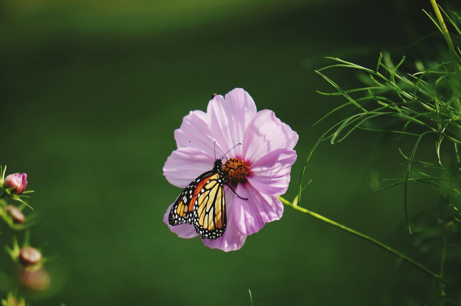 Mariposa monarca en flor de cosmos