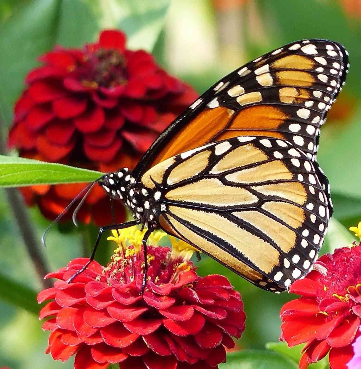 Mariposa monarca sobre zinnia