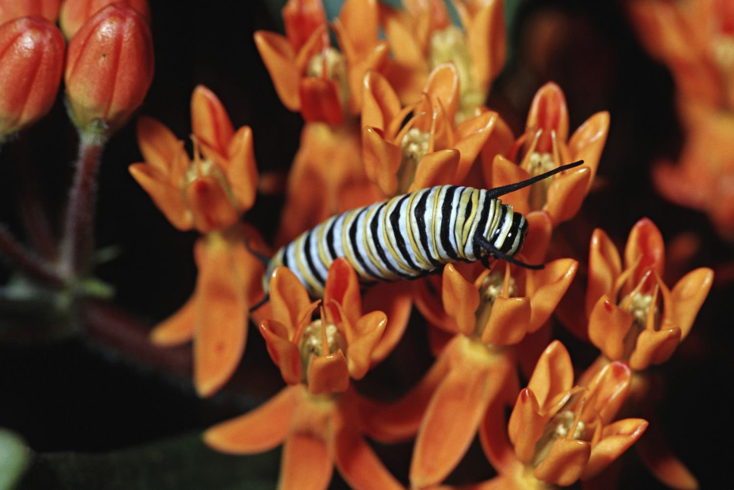 Oruga monarca sobre algodoncillo