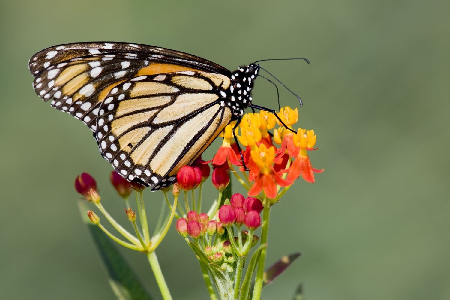 Mariposa monarca sobre flores de Lantana