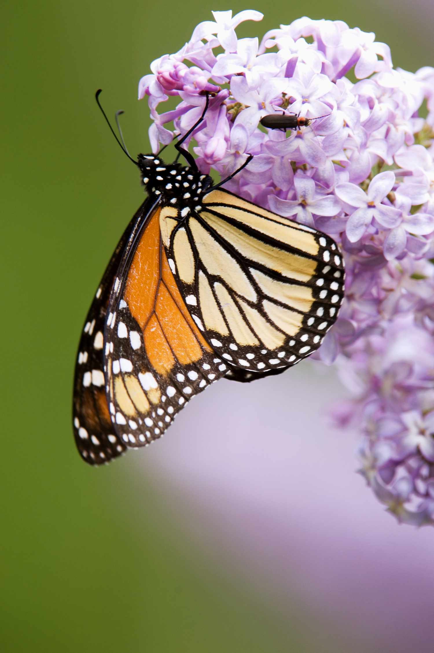 Mariposa monarca sobre lila