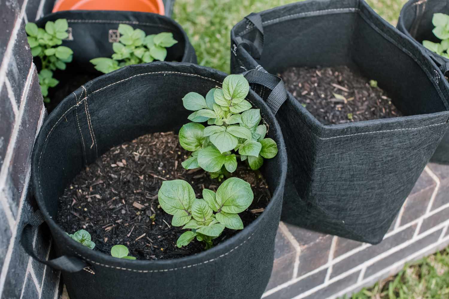 Plantas de patata aporcadas con tierra para macetas añadida a las bolsas de cultivo