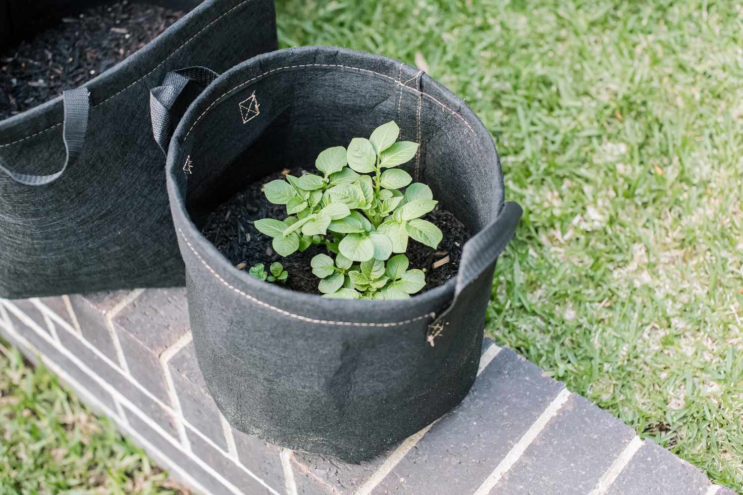 Plantas de patata creciendo en bolsa de cultivo redonda sobre repisa de bloque gris