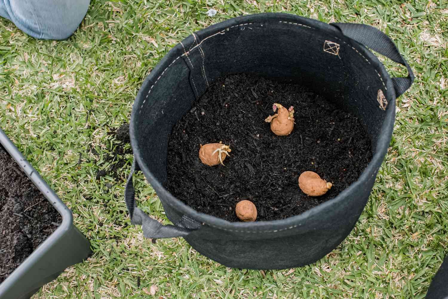 Patatas de siembra preparadas y organizadas dentro de una bolsa de cultivo redonda