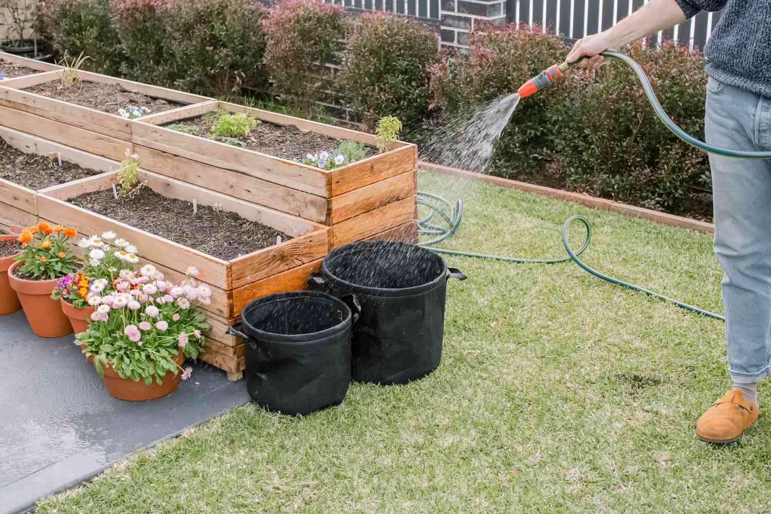 Patatas cultivadas en bolsas de cultivo junto a un bancal elevado y regadas con manguera