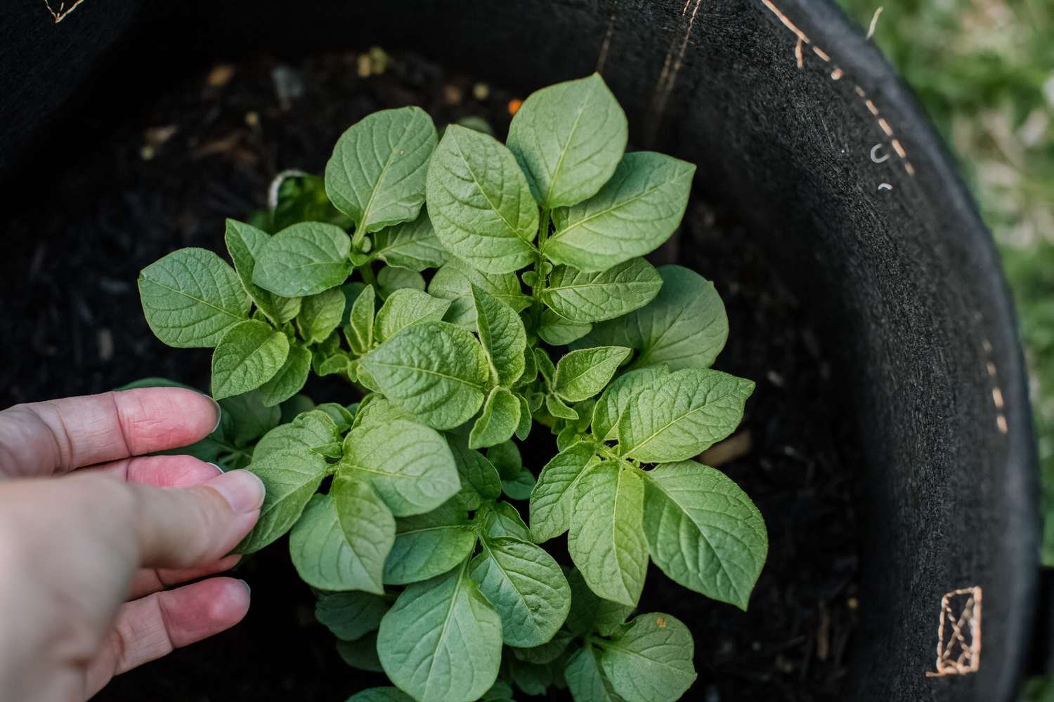 Hojas de la planta de patata siendo arrancadas para la cosecha 