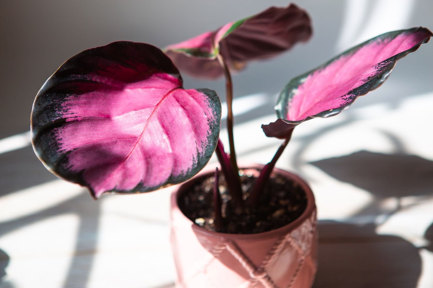 Calathea roseopicta