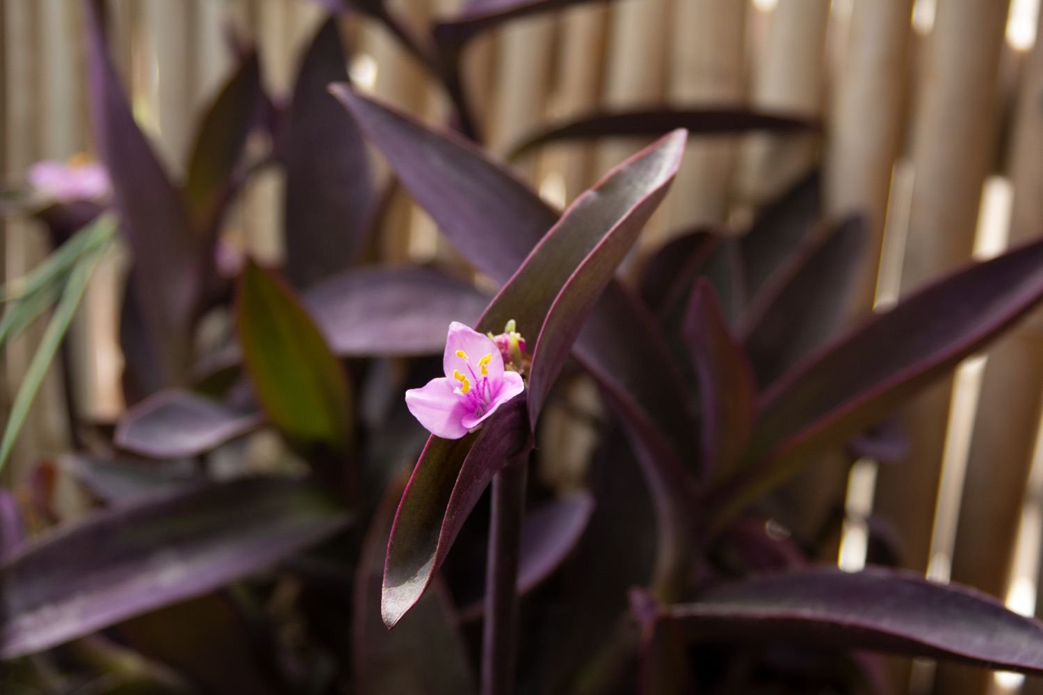 Planta corazón púrpura con hojas de color púrpura real que rodean una pequeña flor rosa