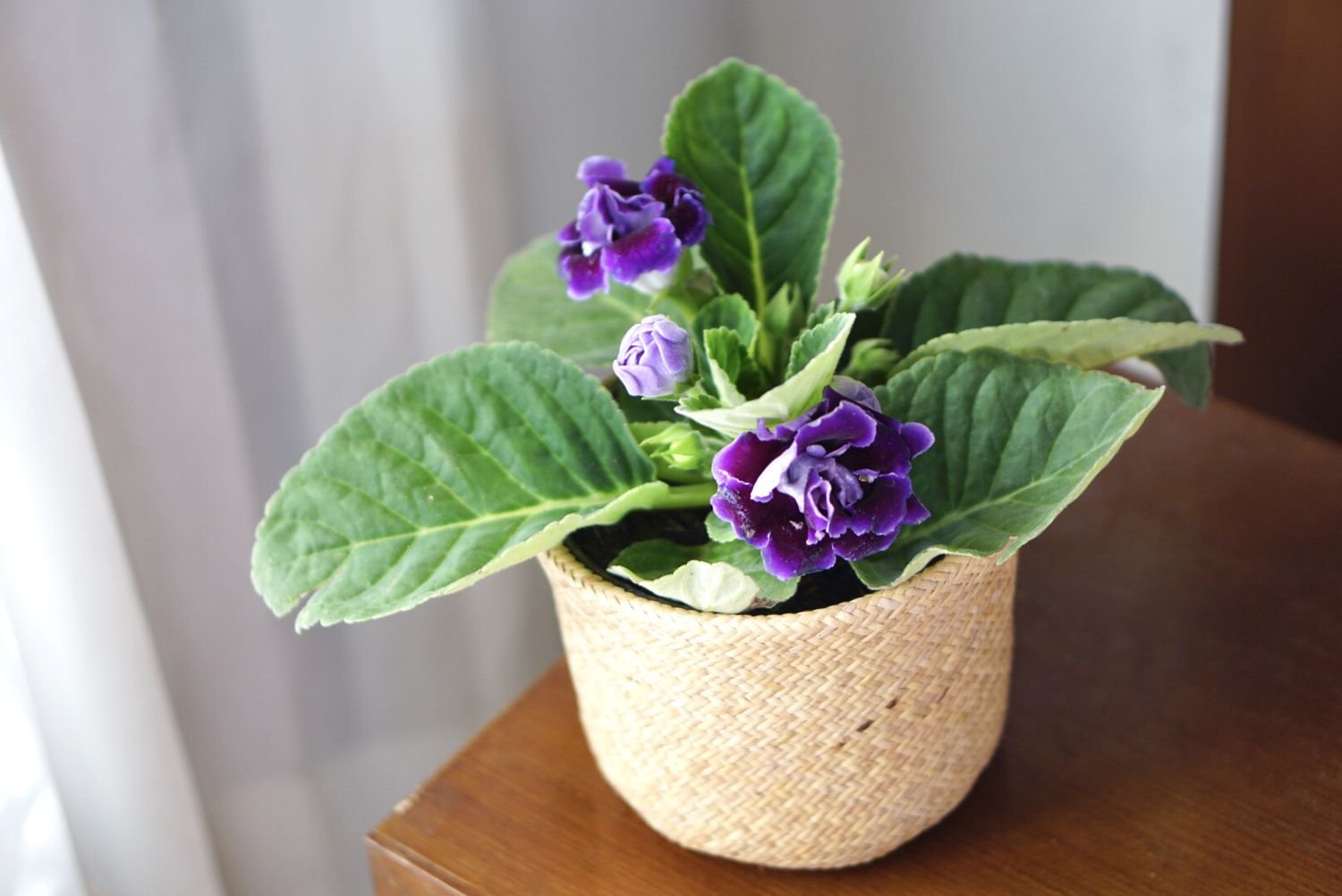 Planta híbrida de Gloxinia senningia con flores púrpuras en maceta tejida