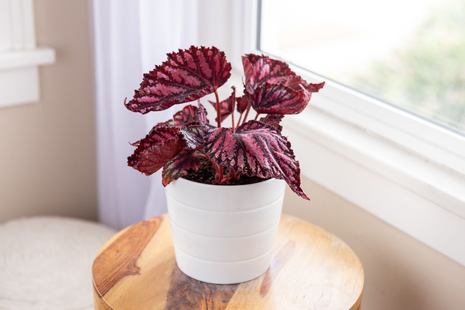 planta de begonia rex