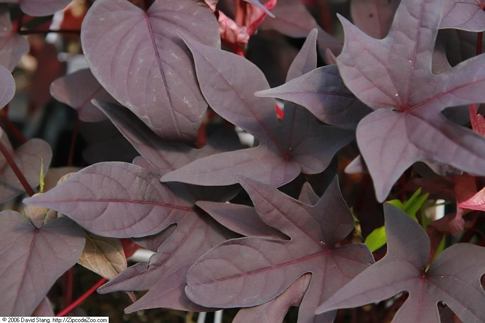 primer plano de vides de batata carolina de color púrpura oscuro "negro