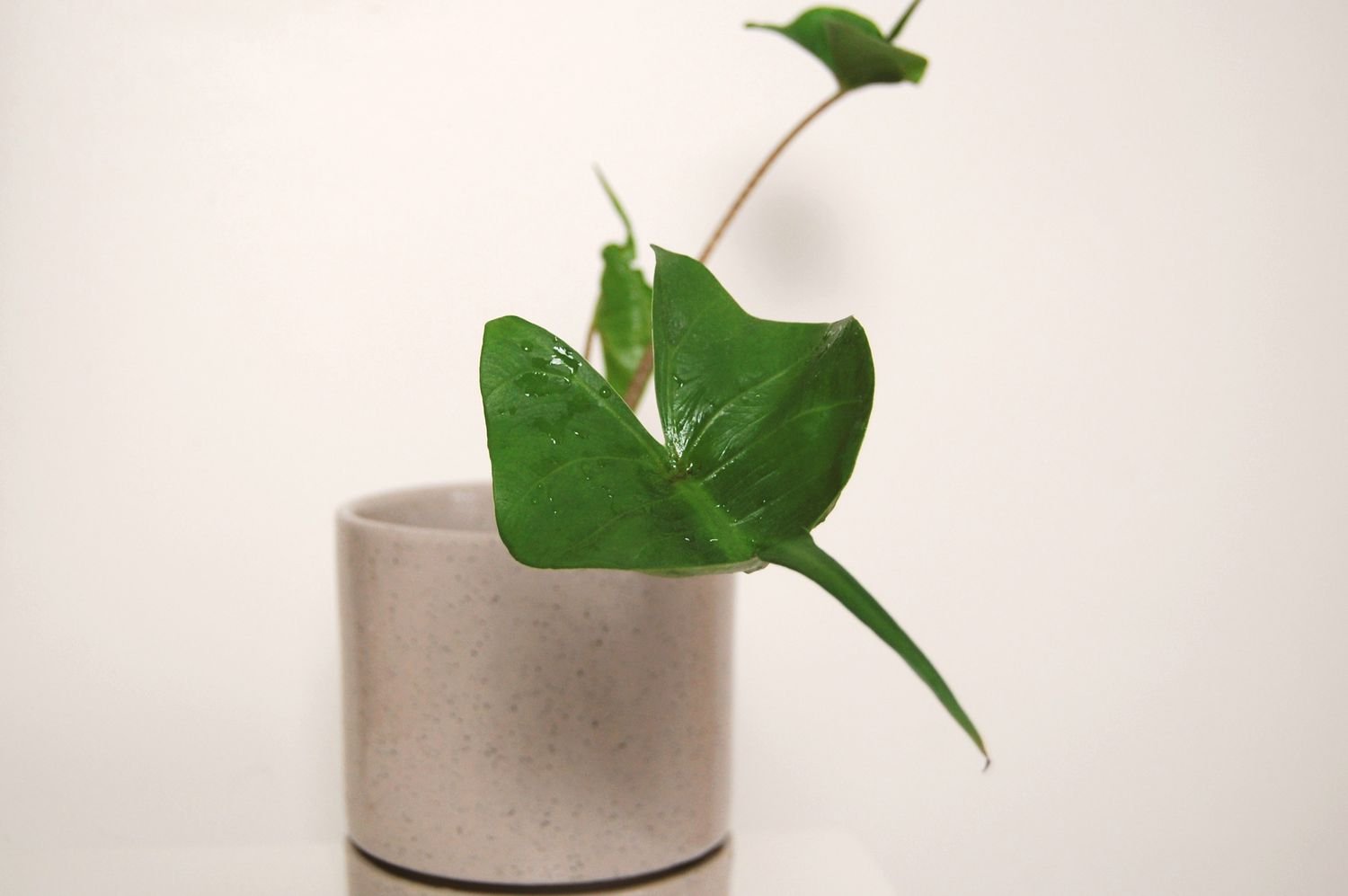 Una imagen de cerca de una pequeña hoja de Alocasia raya en una maceta de color topo contra una pared blanca.