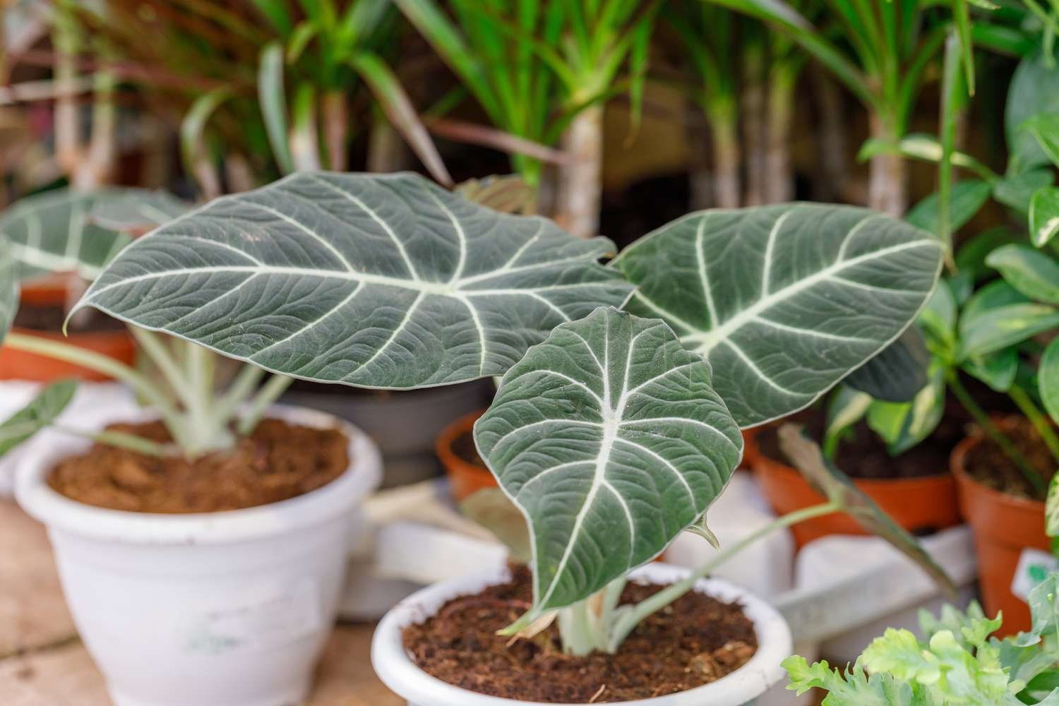 planta de alocasia terciopelo negro en maceta blanca en vivero