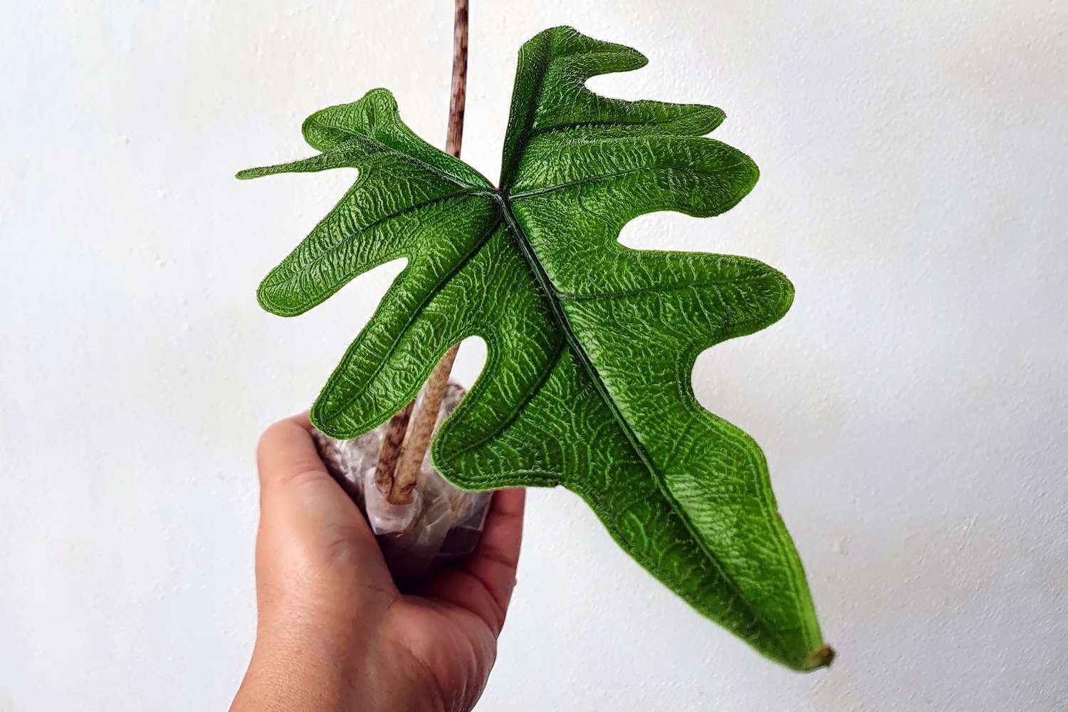 Primer plano de una mano sujetando una planta de alocasia Jacklyn