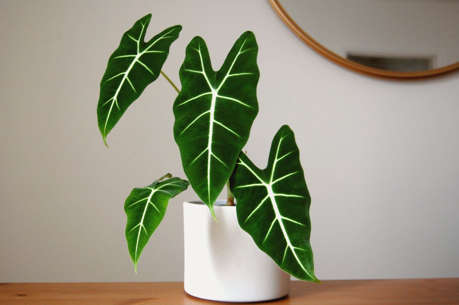 Alocasia frydek con 4 hojas en una maceta blanca sentada en una mesa de madera con un espejo dorado en la pared de fondo.