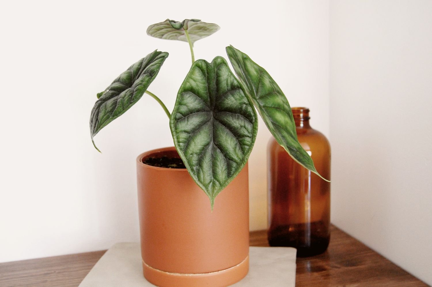 Una escama de dragón de Alocasia en una maceta de terracota junto a un vaso de ámbar.