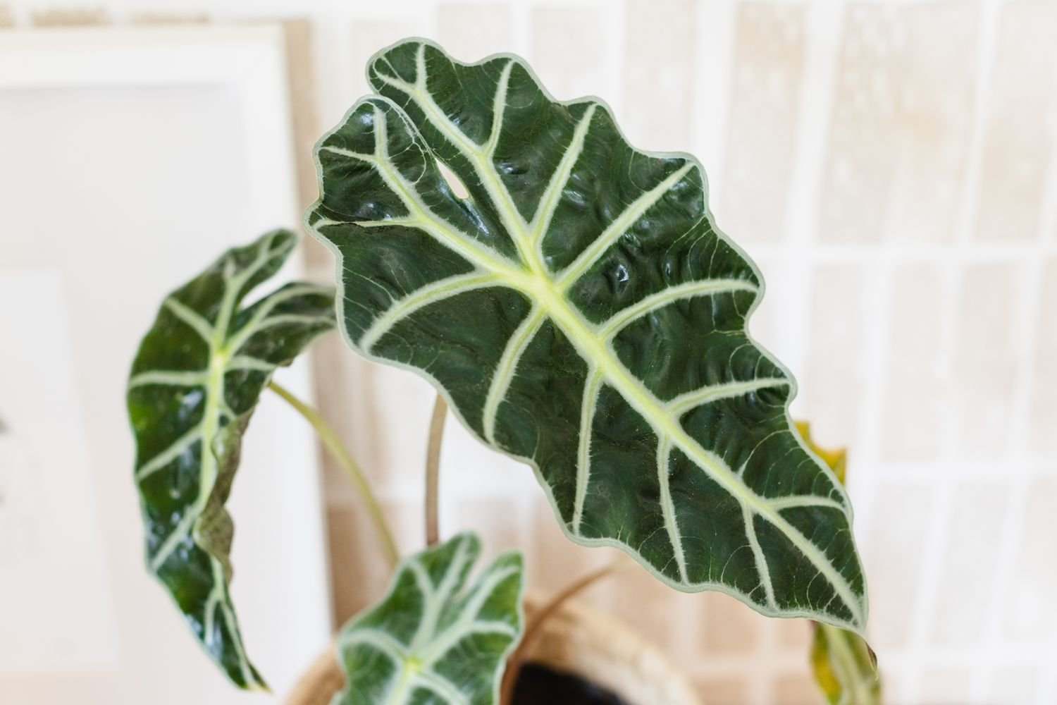 Detalle del veteado de una alocasia polly