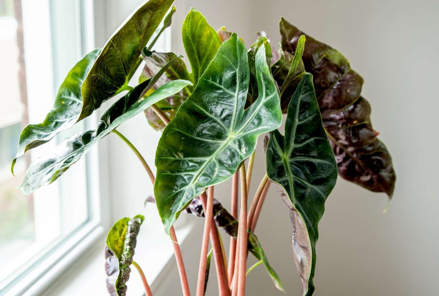 Primer plano de las hojas de la alocasia dragón rosa