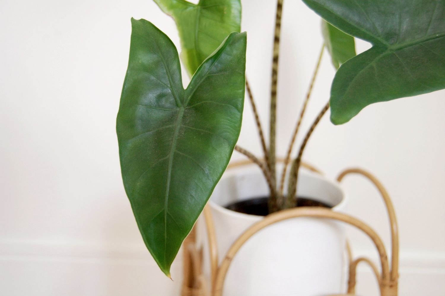 Imagen de cerca de una planta de Alocasia zebrina en una maceta blanca y un soporte de ratán.