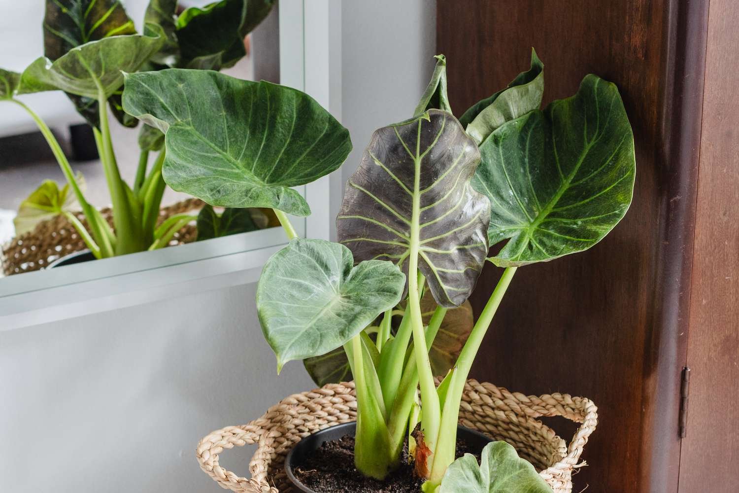 Cómo cultivar alocasia odora